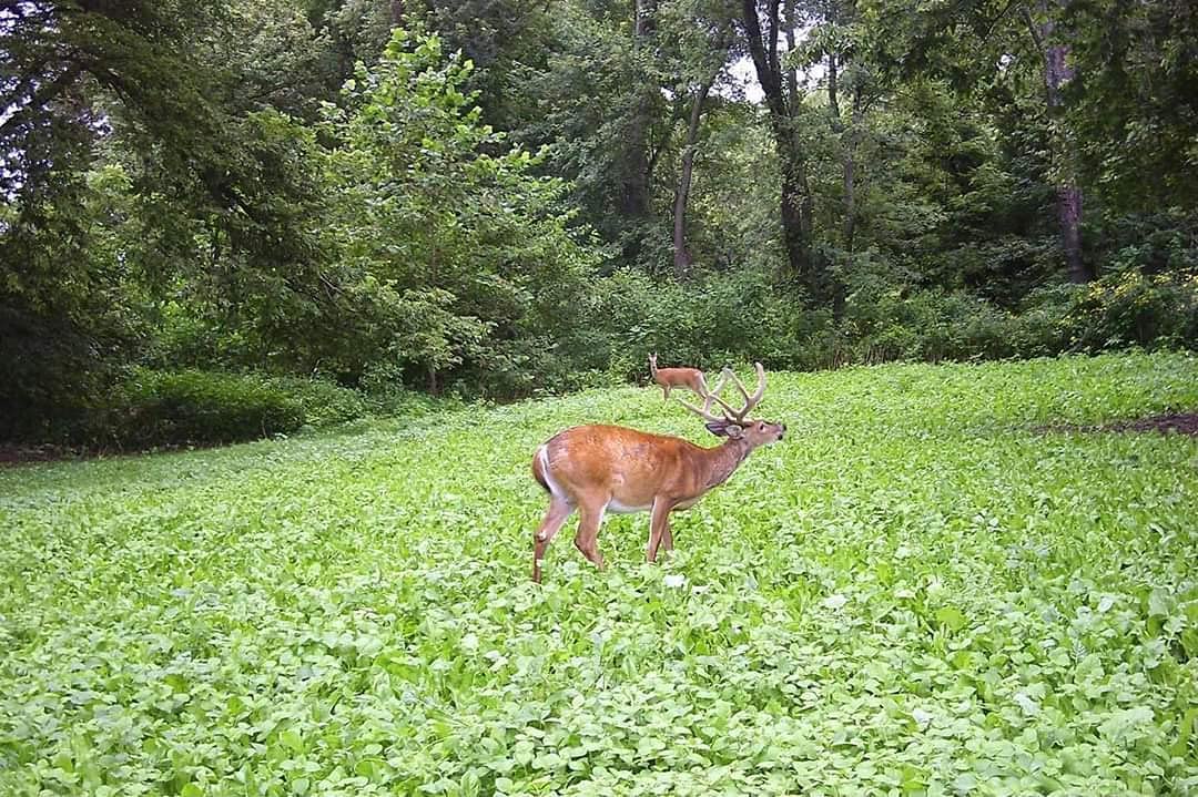 Shady Patch | All Year Deer Feeder | No Plow Food Plot Seed for Deer | Deer Food Plot Seed | White Clover Winfred Forage Brassica Rye Grass Rape Seeds| 5 lb Bags | 3-Pack