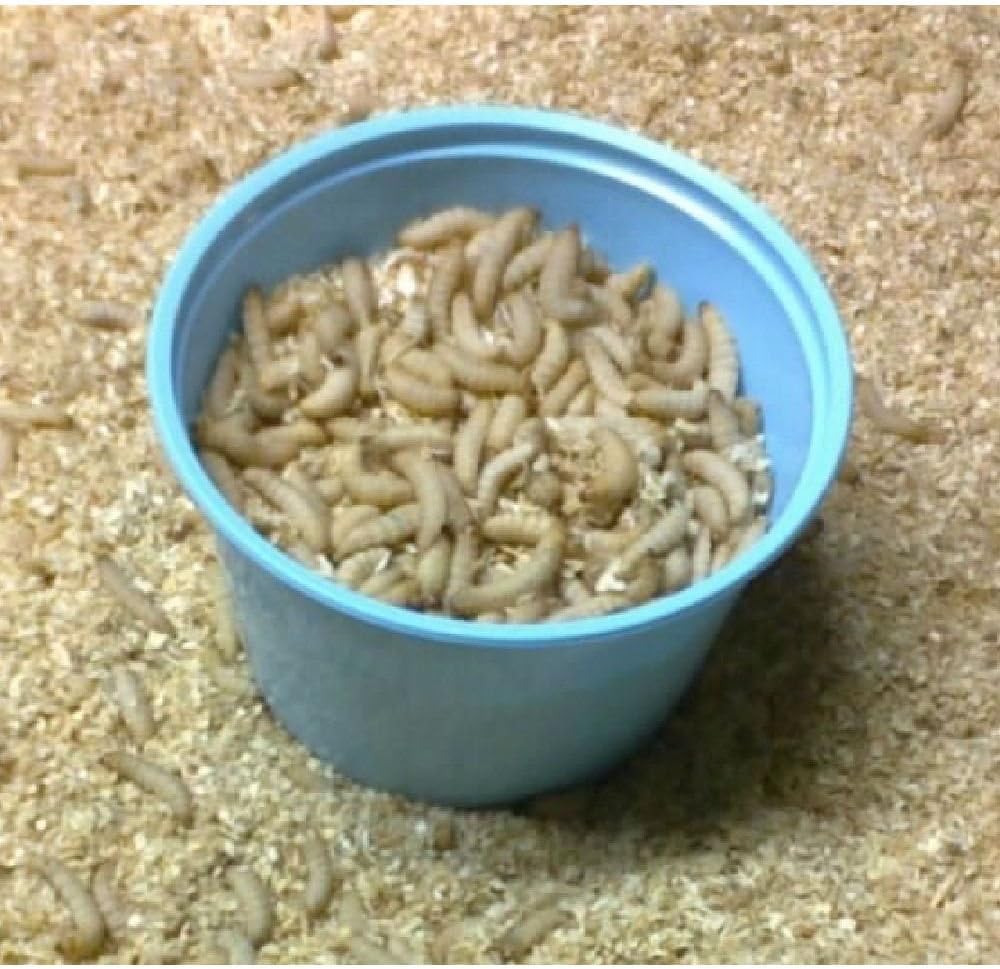 500 Live Wax Worms Bee Moth Live Bait Ice Fishing Reptile Gecko Food waxworms