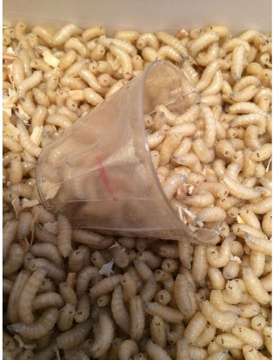 500 Maggots Spikes Live Bait Ice Fishing Grub Worms Reptile