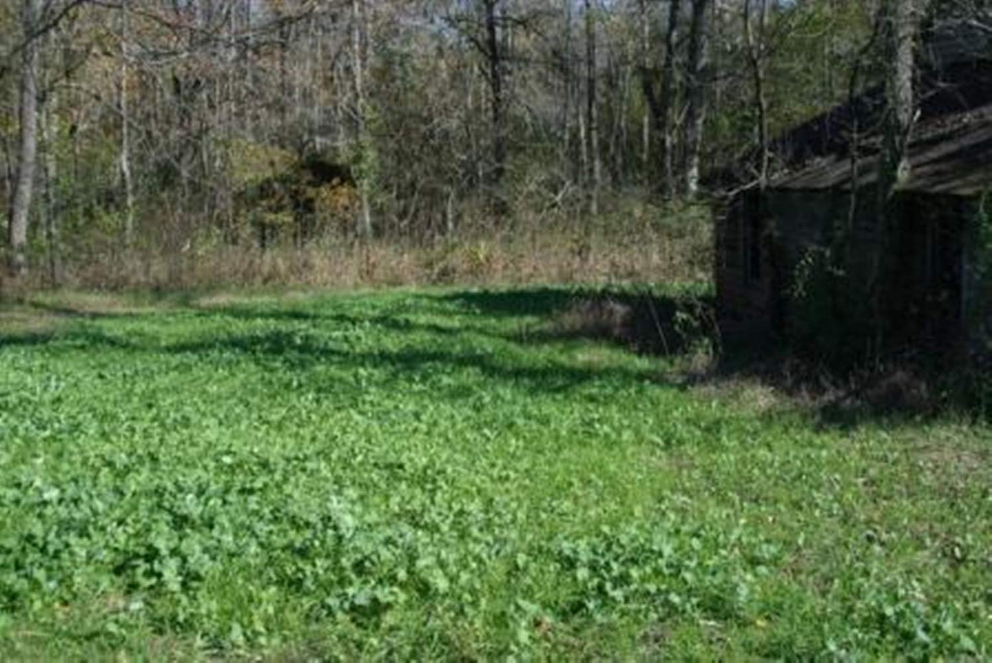 Whitetail Institute No-Plow Deer Food Plot Seed - Hardy, Fast-Growing Blend of Annuals for Areas Difficult to Access with Farming Equipment - Highly Nutritious and Attractive to Deer