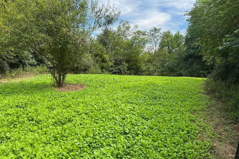 Shady Patch | All Year Deer Feeder | No Plow Food Plot Seed for Deer | Deer Food Plot Seed | White Clover Winfred Forage Brassica Rye Grass Rape Seeds| 5 lb Bags | 3-Pack