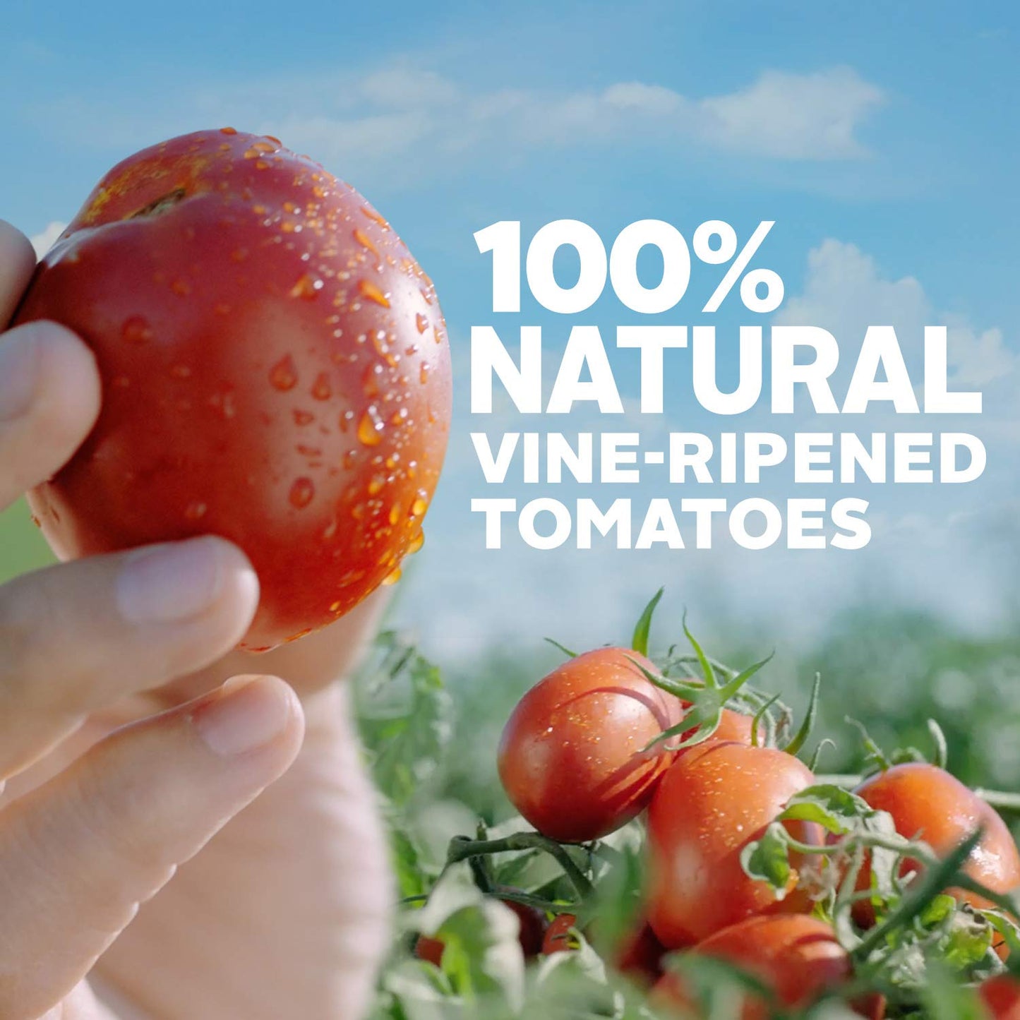 Hunt's Tomato Sauce with Basil, Garlic, and Oregano, Keto Friendly, 8 oz