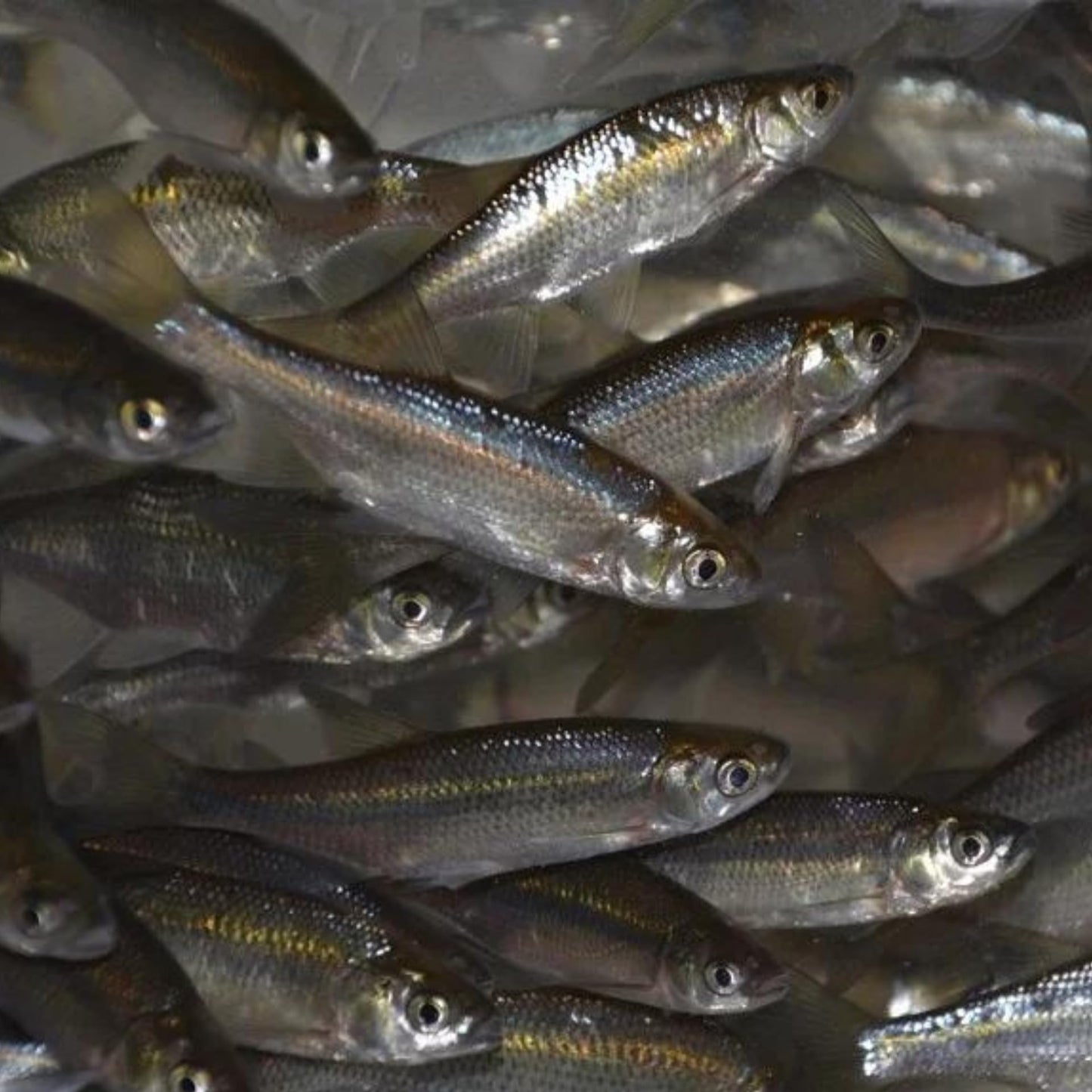 Golden Shiner Minnows - Live Bait - 1 Piece - Various Sizes (#6, #12, #20, #4, Brooder) - Fishing/Fish