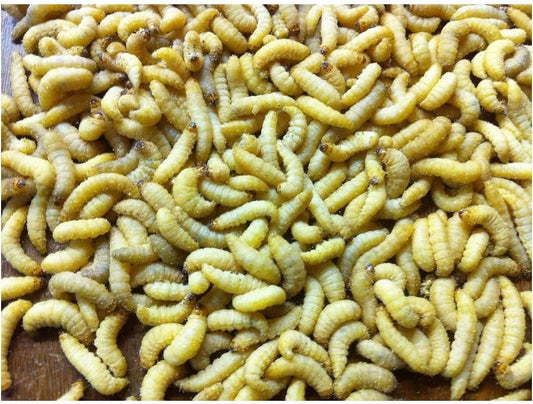 500 Live Wax Worms Bee Moth Live Bait Ice Fishing Reptile Food waxworms