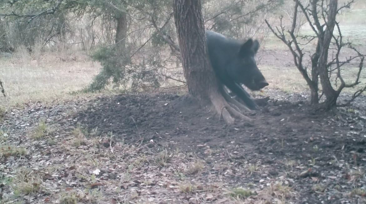 Elusive Wildlife Pig Oil - Wild Hog Attractant