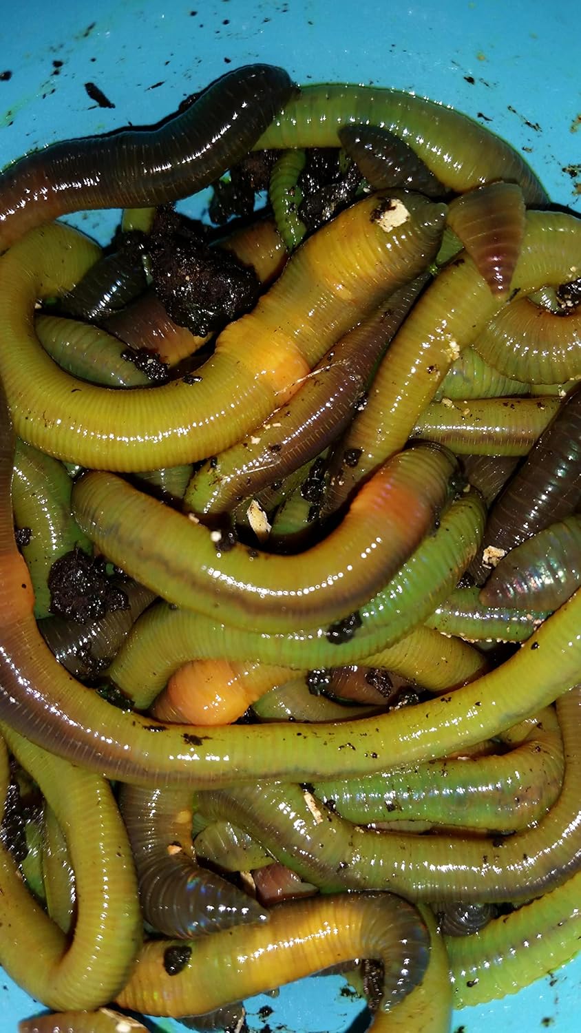 50 Green Canadian Nightcrawlers (4-6 inch) Worm-Glo Treated Fishing Bait