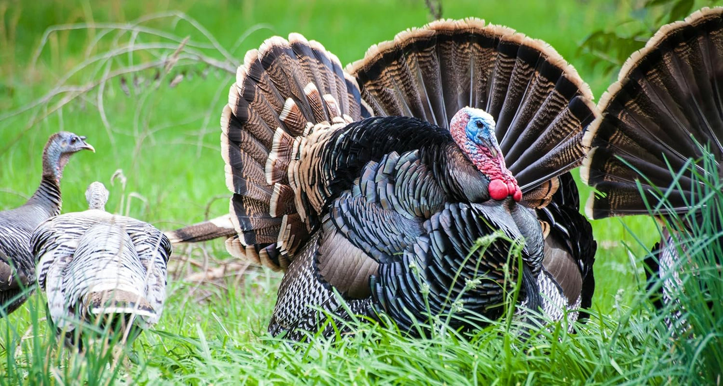 Upland Game Bird Mix (20 Pounds) - Turkey & Game Bird Food Plot Seed. A Premium Attractant for Doves, Quails, Pheasants and Turkeys That is Backed by Science