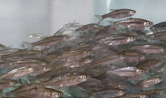 Golden Shiner Minnows - Live Bait - 1 Piece - Various Sizes (#6, #12, #20, #4, Brooder) - Fishing/Fish