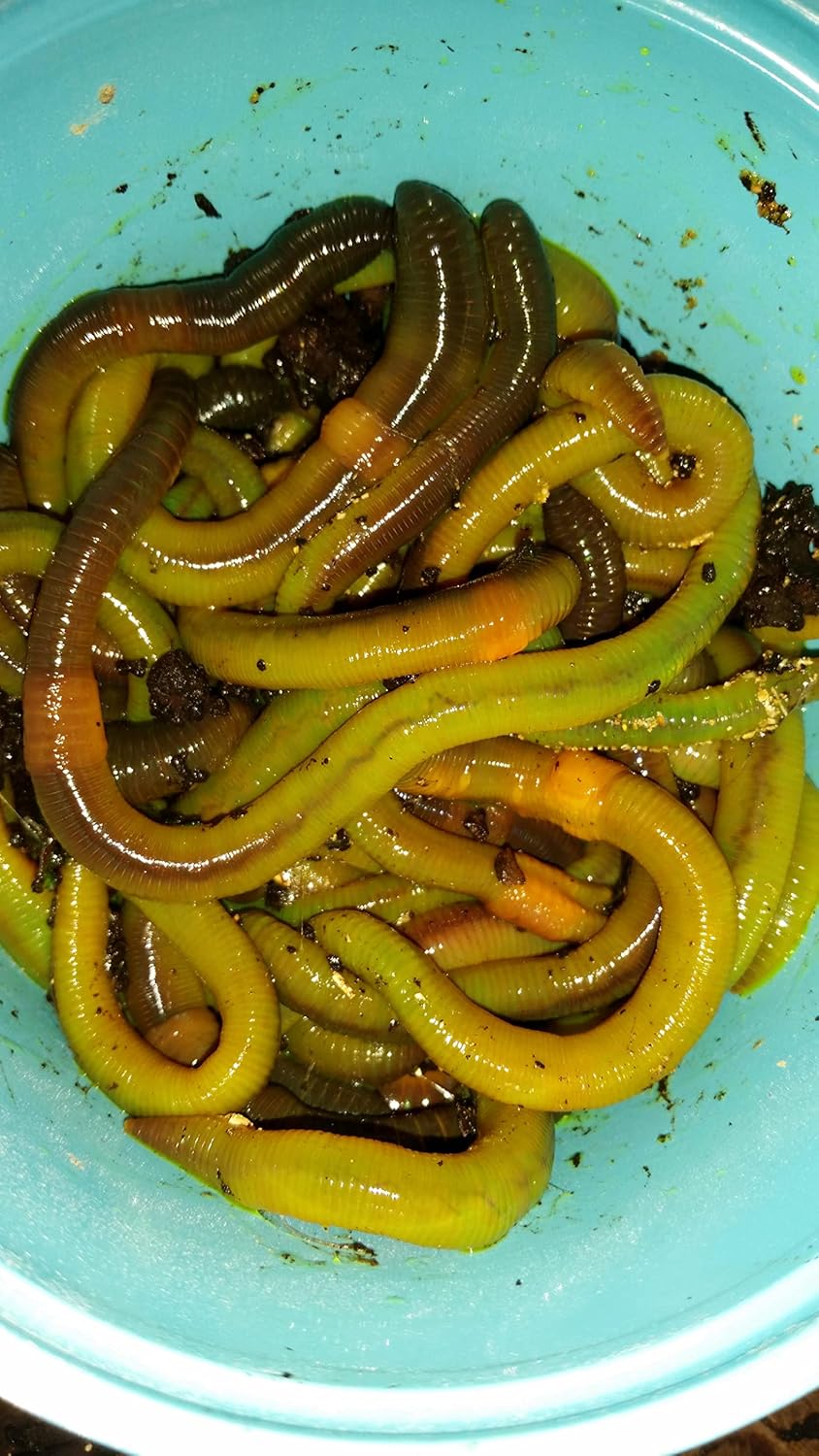 50 Green Canadian Nightcrawlers (4-6 inch) Worm-Glo Treated Fishing Bait