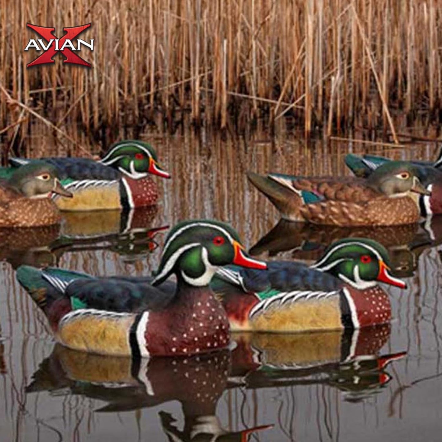 Avian X Topflight Pintail Decoys, Rugged Realistic Floating Duck Decoys for Hunting, Weight-Forward Swim Keel