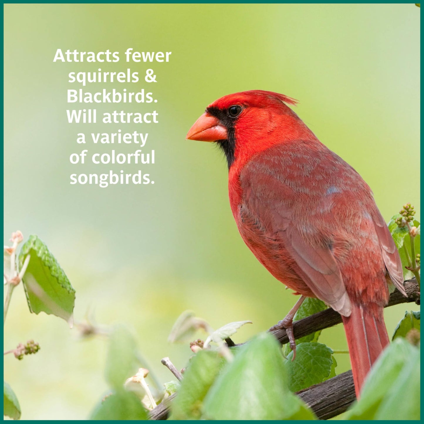 Pennington Pride Songbird Nut & Fruit Blend, Wild Bird Seed for Outside Feeders, Advanced Nutrition Formula for Bird Health, 10-lb. Bag