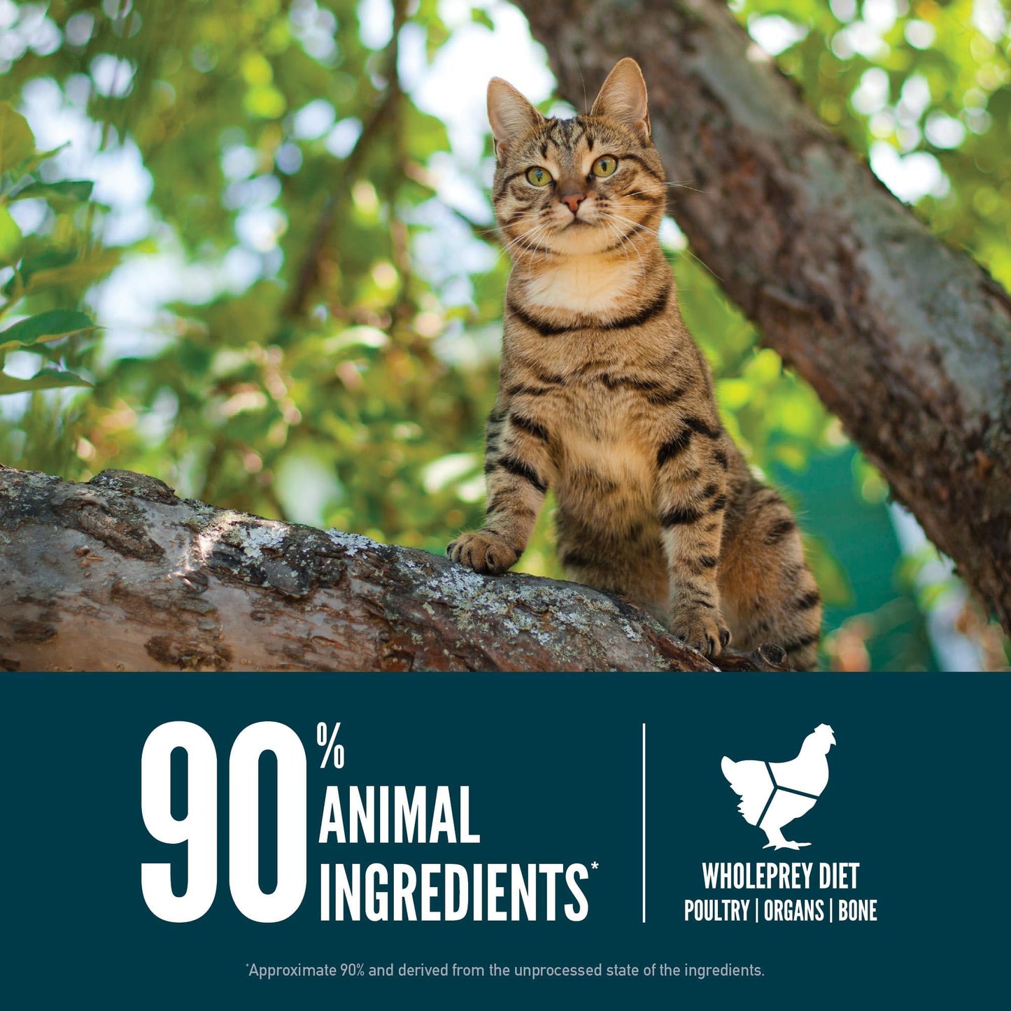 ORIJEN Grain Free High Protein Premium Dry Cat Food Original Recipe, 4lb Bag