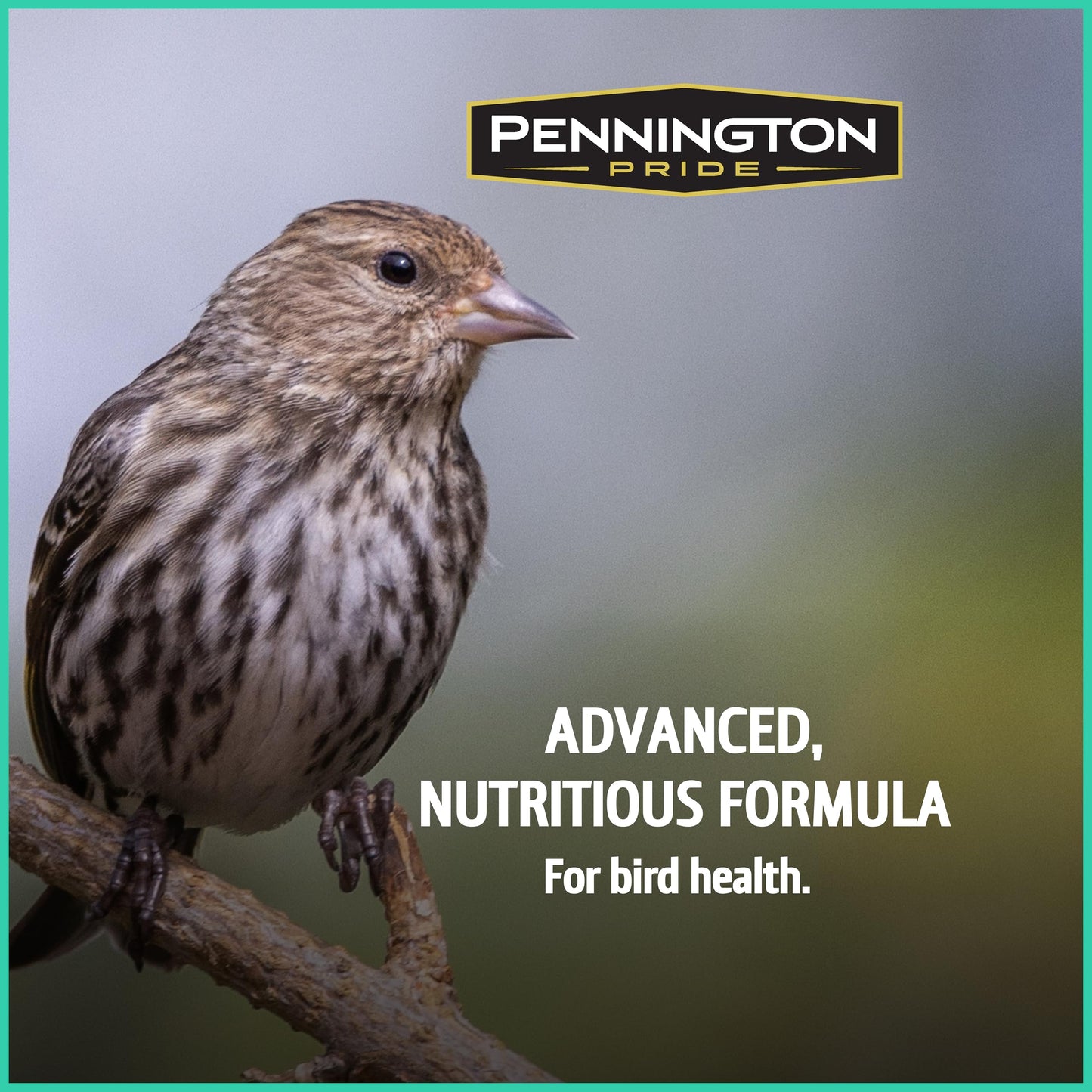 Pennington Pride Songbird Nut & Fruit Blend, Wild Bird Seed for Outside Feeders, Advanced Nutrition Formula for Bird Health, 10-lb. Bag