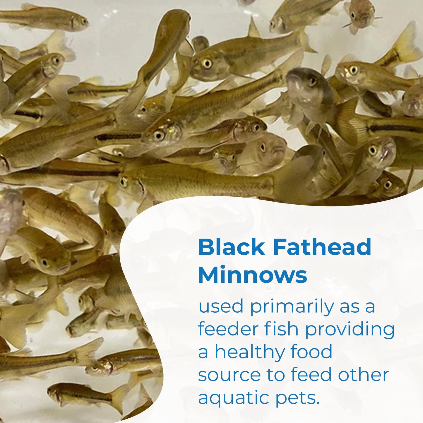Toledo Goldfish Black Fathead Minnows, Tuffies, or Crappie Minnows - Perfect for Aquariums or as Feeder Fish for Ponds, 0.5 to 1.5 Inches, 500 Fish