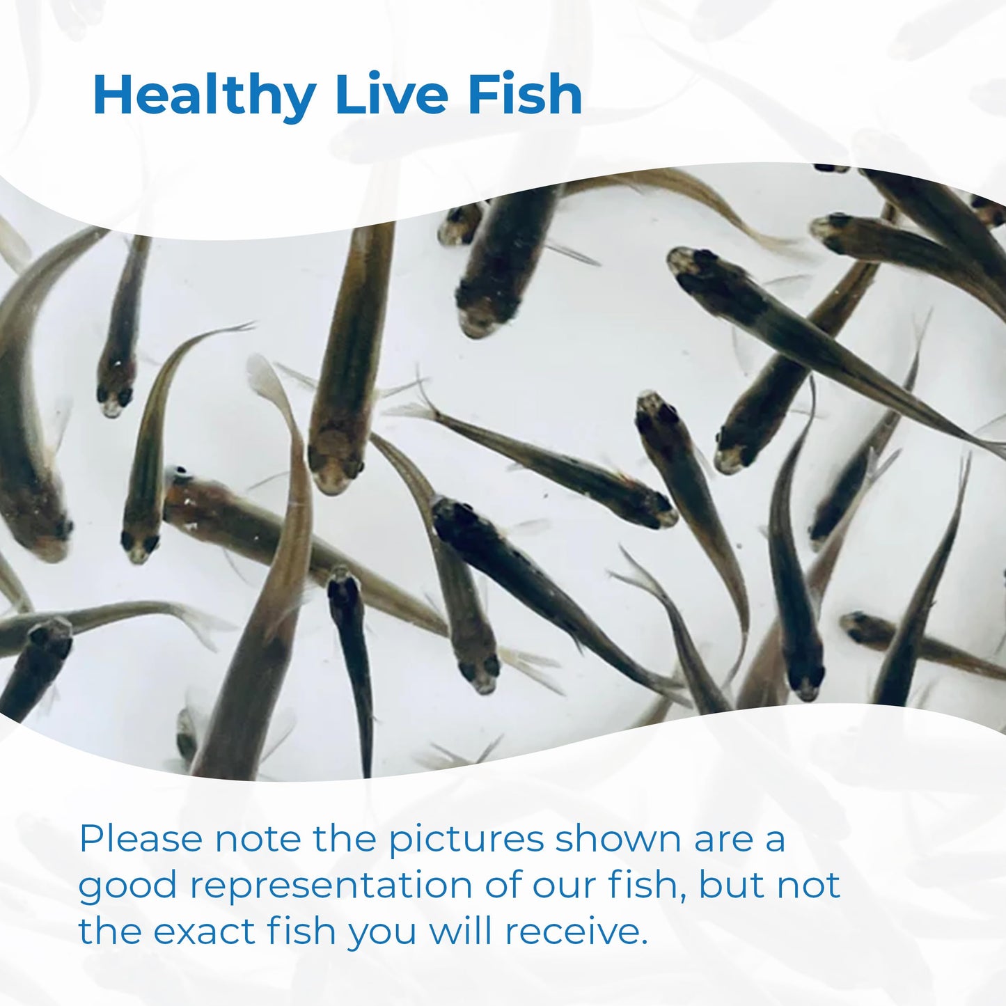 Toledo Goldfish Black Fathead Minnows, Tuffies, or Crappie Minnows - Perfect for Aquariums or as Feeder Fish for Ponds, 0.5 to 1.5 Inches, 500 Fish