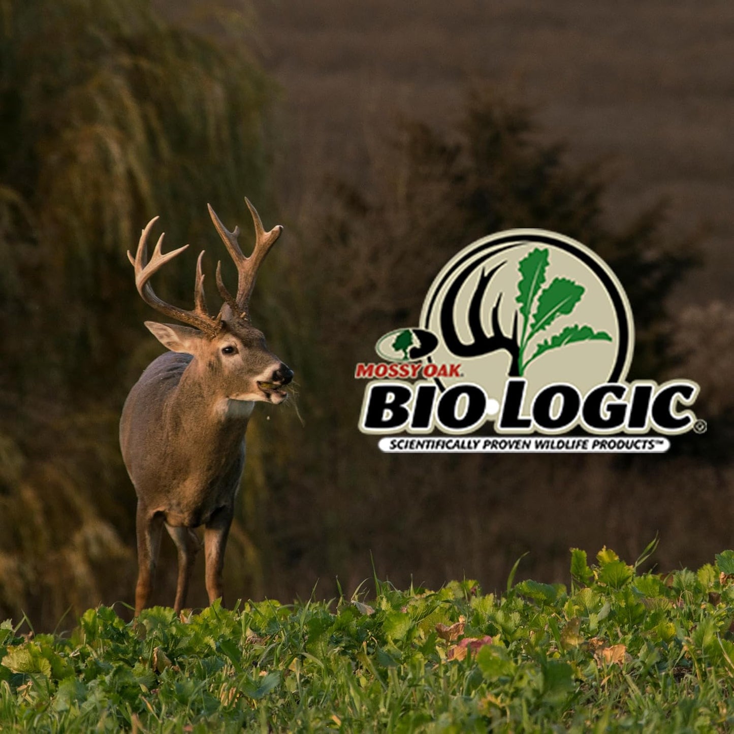 Whistle Back Quail Food Plot Seed, Ideal for Bird Species, Quail, Turkeys, Pheasants, Doves & Waterfowl, Diversify and Promote Wildlife Growth, 10 lb Bag Plants 1/4 Acre