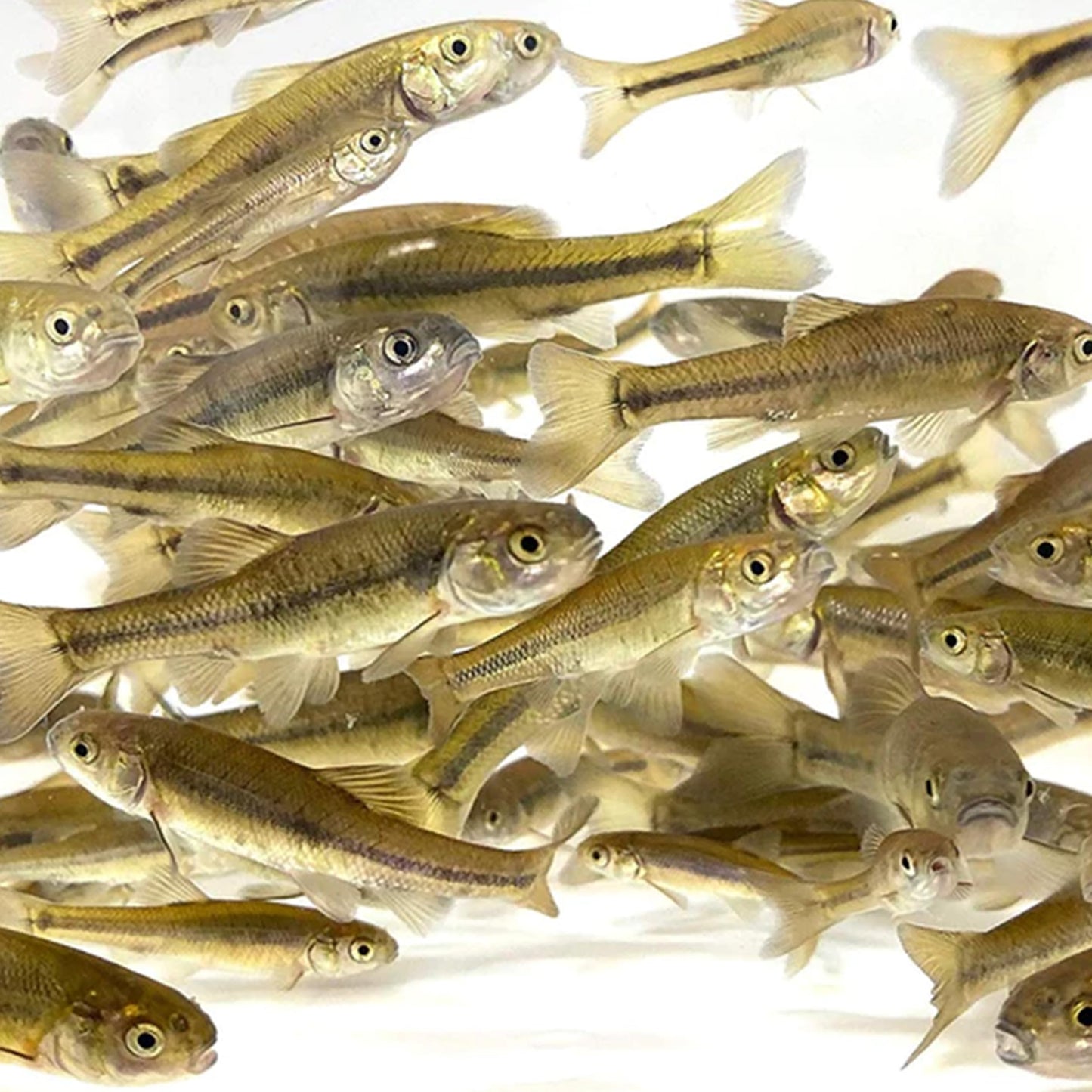 Toledo Goldfish Black Fathead Minnows, Tuffies, or Crappie Minnows - Perfect for Aquariums or as Feeder Fish for Ponds, 0.5 to 1.5 Inches, 500 Fish