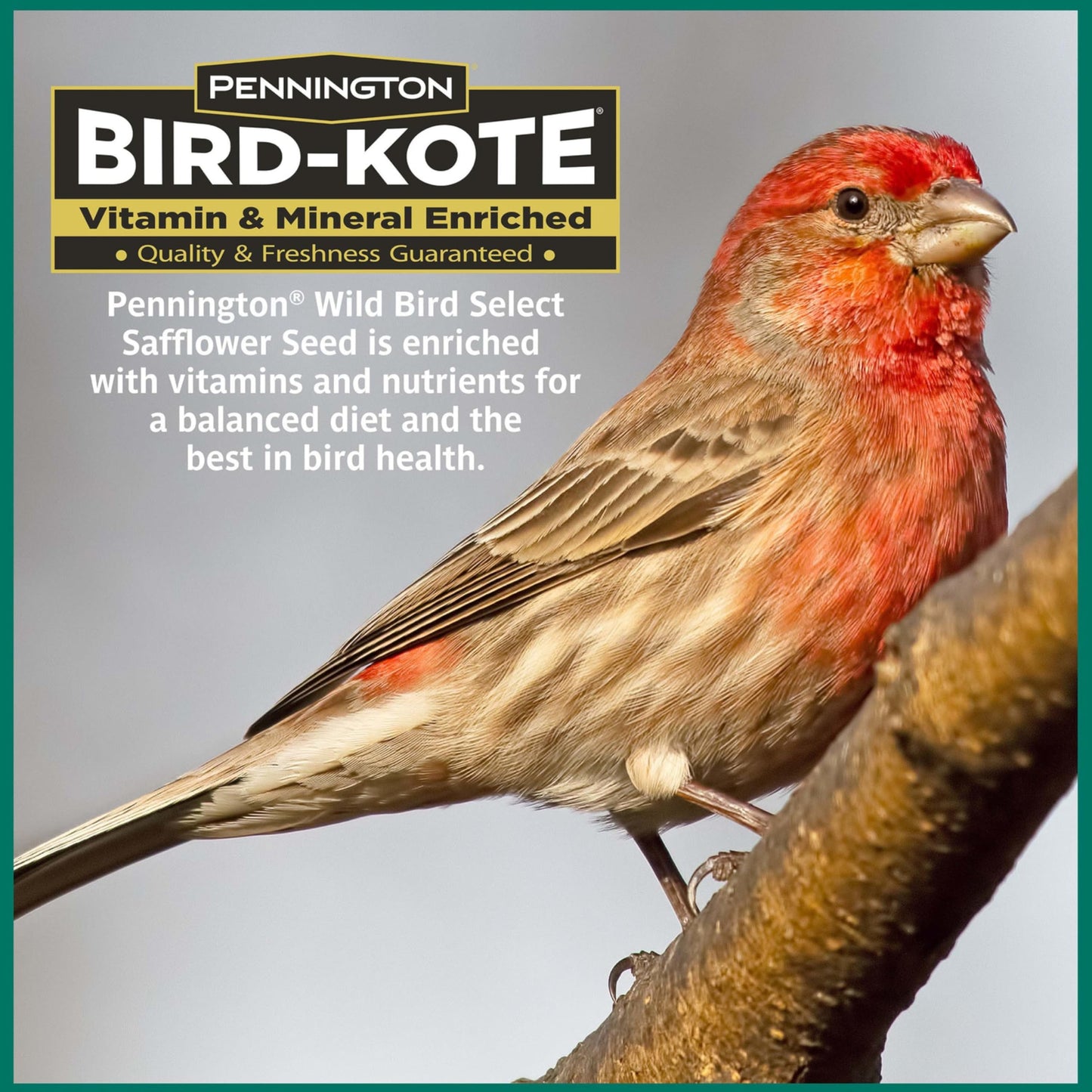 Pennington Pride Songbird Nut & Fruit Blend, Wild Bird Seed for Outside Feeders, Advanced Nutrition Formula for Bird Health, 10-lb. Bag