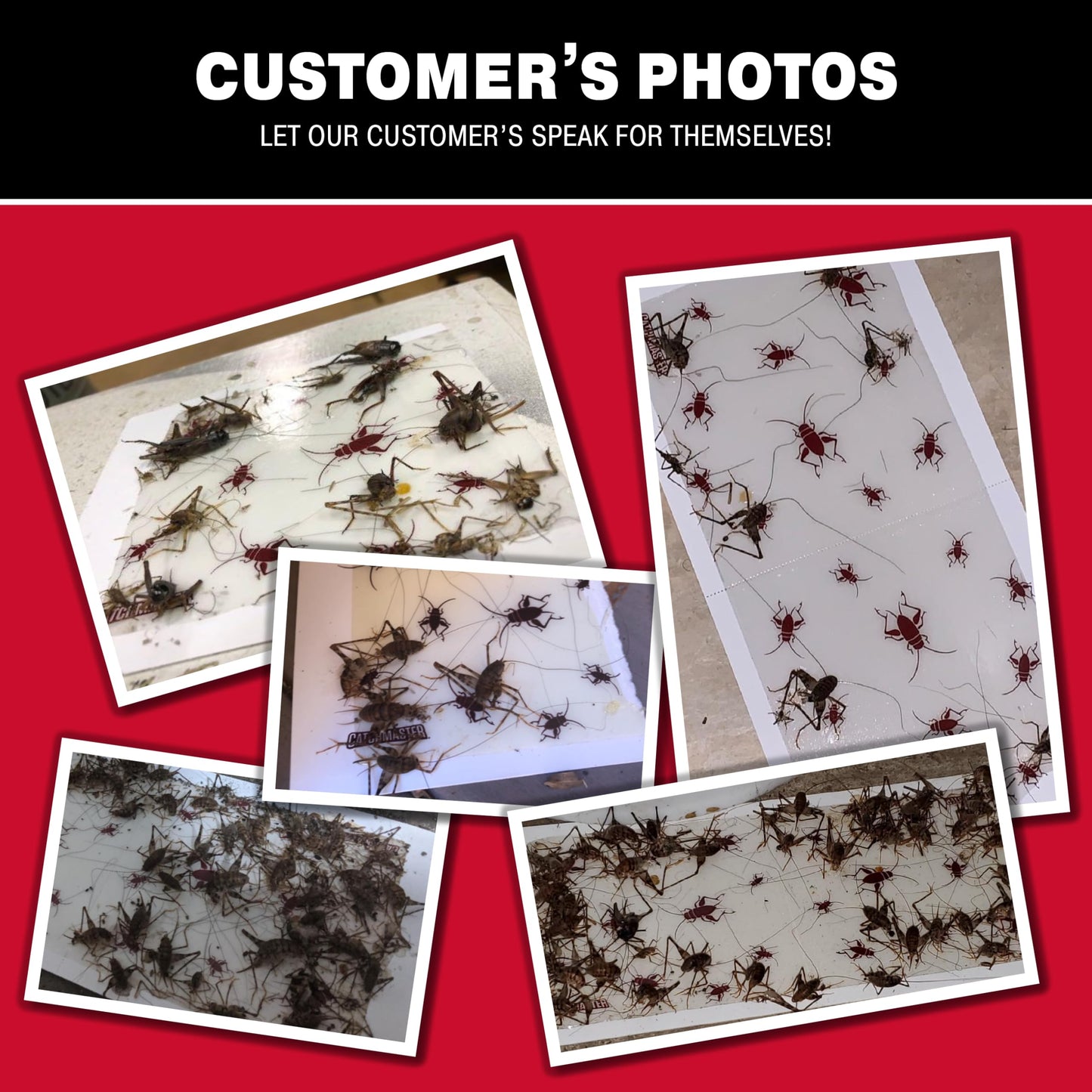 Catchmaster Cricket XL Giant Glue Boards 6-Pk, Adhesive Bug Catcher Cricket Traps Indoor, Sticky Trap for Inside Your Home, Bulk Insect Killer, Insect Traps for House & Garage, Pet Safe Pest Control