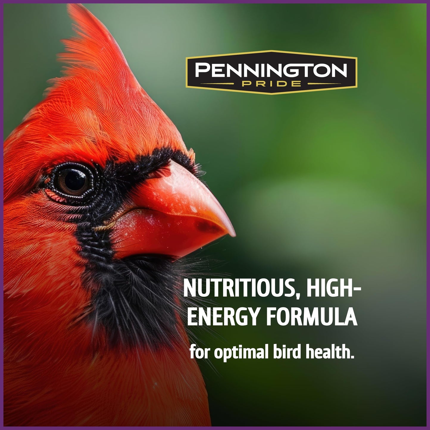 Pennington Pride Songbird Nut & Fruit Blend, Wild Bird Seed for Outside Feeders, Advanced Nutrition Formula for Bird Health, 10-lb. Bag
