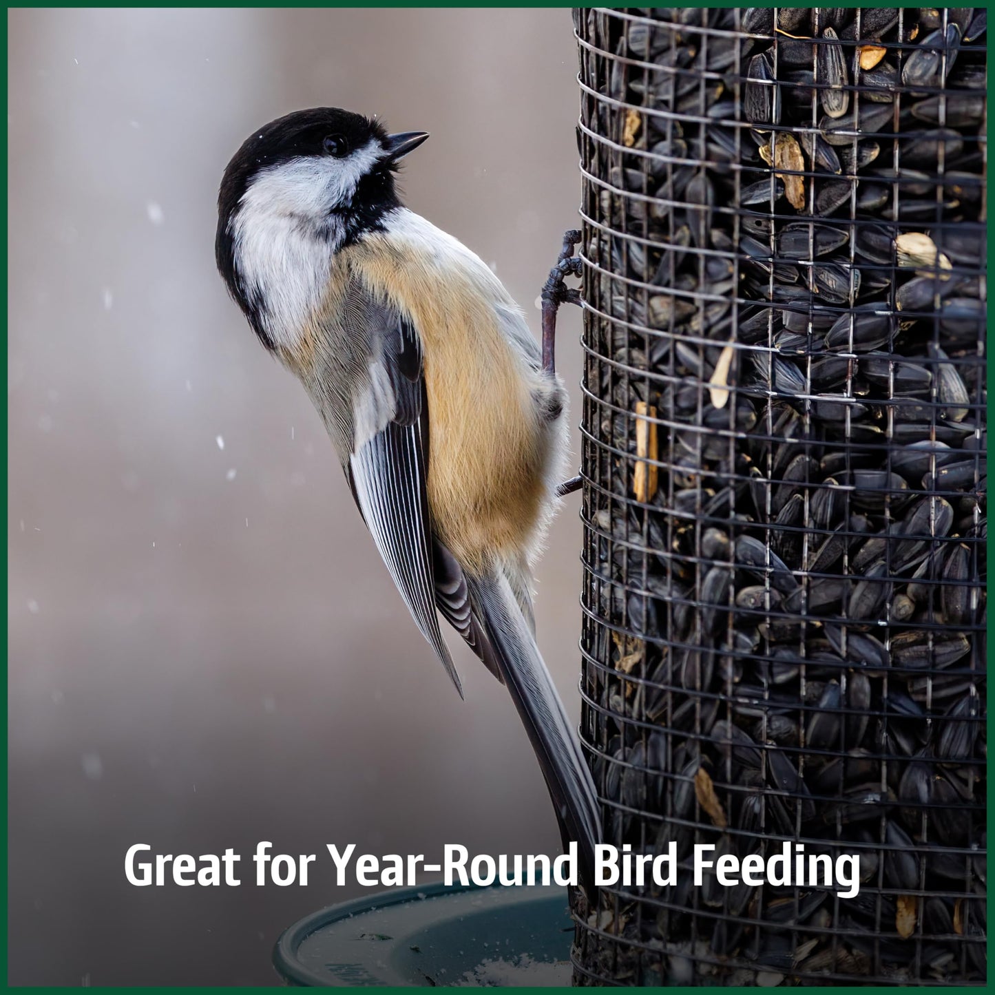 Pennington Pride Songbird Nut & Fruit Blend, Wild Bird Seed for Outside Feeders, Advanced Nutrition Formula for Bird Health, 10-lb. Bag