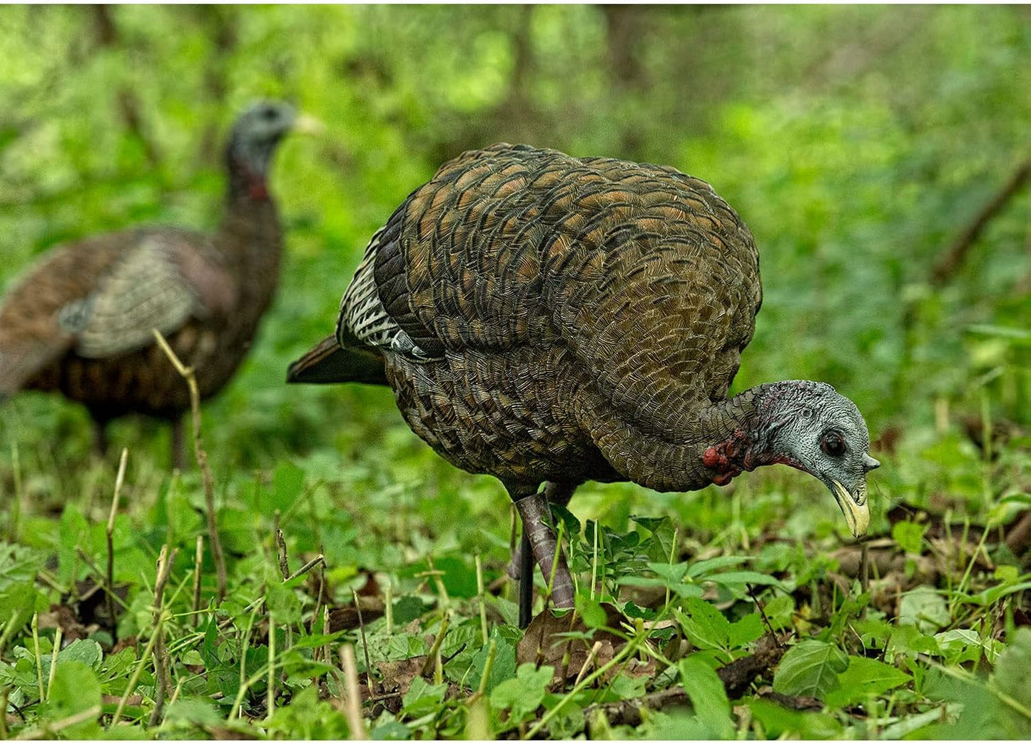 AVIAN-X LCD Feeder Hen Turkey Decoy | Durable Realistic Lifelike Collapsible Standing Hunting Decoy with Carry Bag & Stake, AVX8007