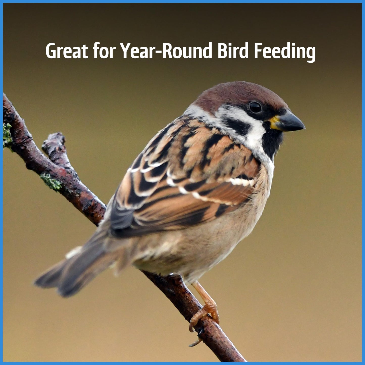 Pennington Pride Songbird Nut & Fruit Blend, Wild Bird Seed for Outside Feeders, Advanced Nutrition Formula for Bird Health, 10-lb. Bag