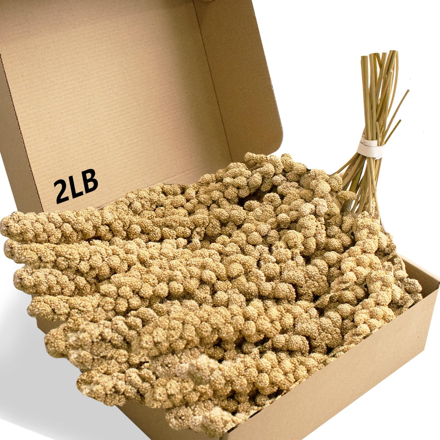 Jmxu's 1LB Spray Millet Treat for Birds Parakeets, Natural Sun-Dried Birds Millet for Cockatiel, Budgie, Finches, Parrots, Hamster
