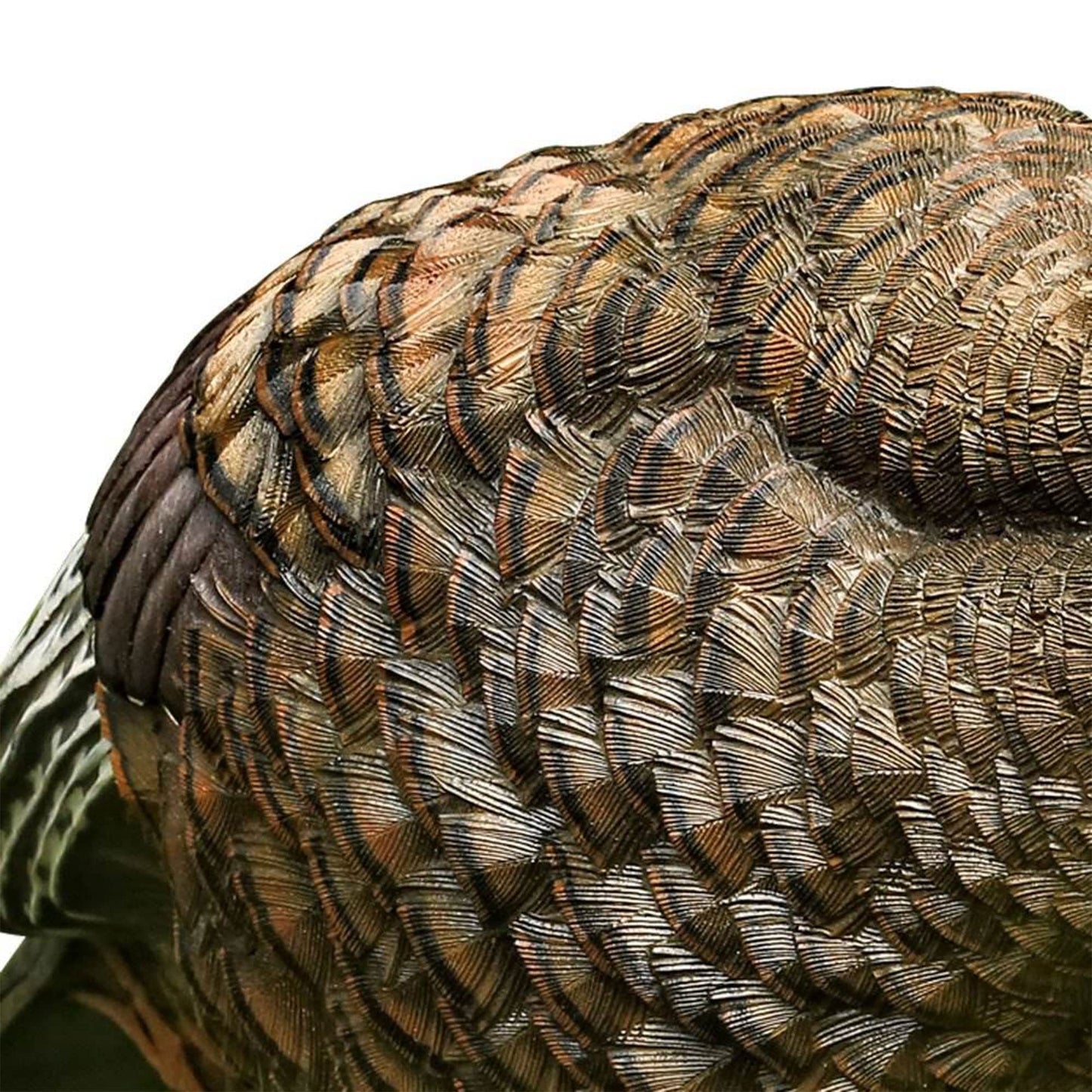 Avian-X Breeder Lifelike Collapsible Decoy LCD Folding Hen Turkey Hunting Decoy w/ 24 Inch Stake, No Flake Lifelike Paint Detailing, and Carrying Case