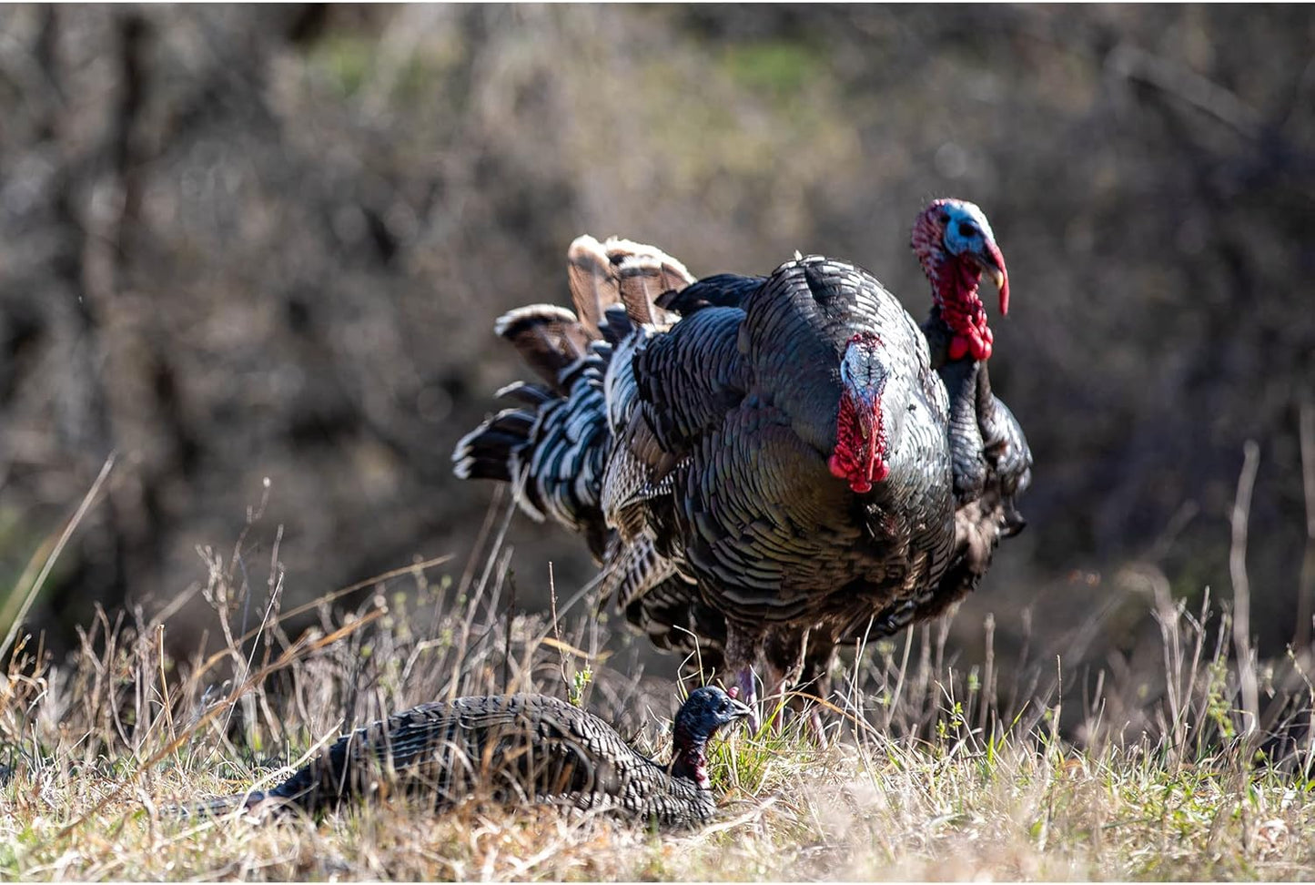 Higdon Outdoors Jake & Jill 1/4 Strut Jake and Laydown Hen Full Body Turkey Decoy Combo with Carry Bag