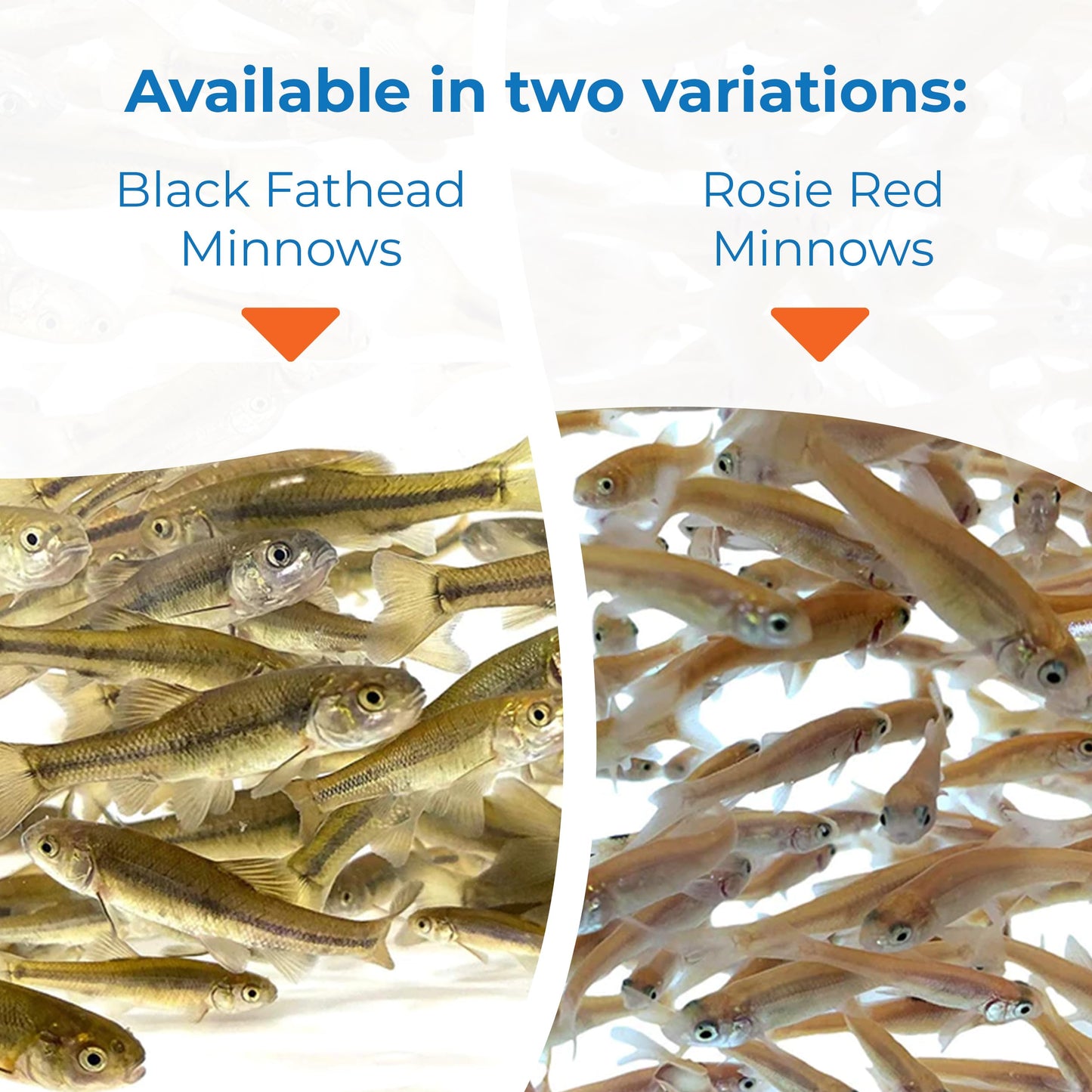 Toledo Goldfish Black Fathead Minnows, Tuffies, or Crappie Minnows - Perfect for Aquariums or as Feeder Fish for Ponds, 0.5 to 1.5 Inches, 500 Fish