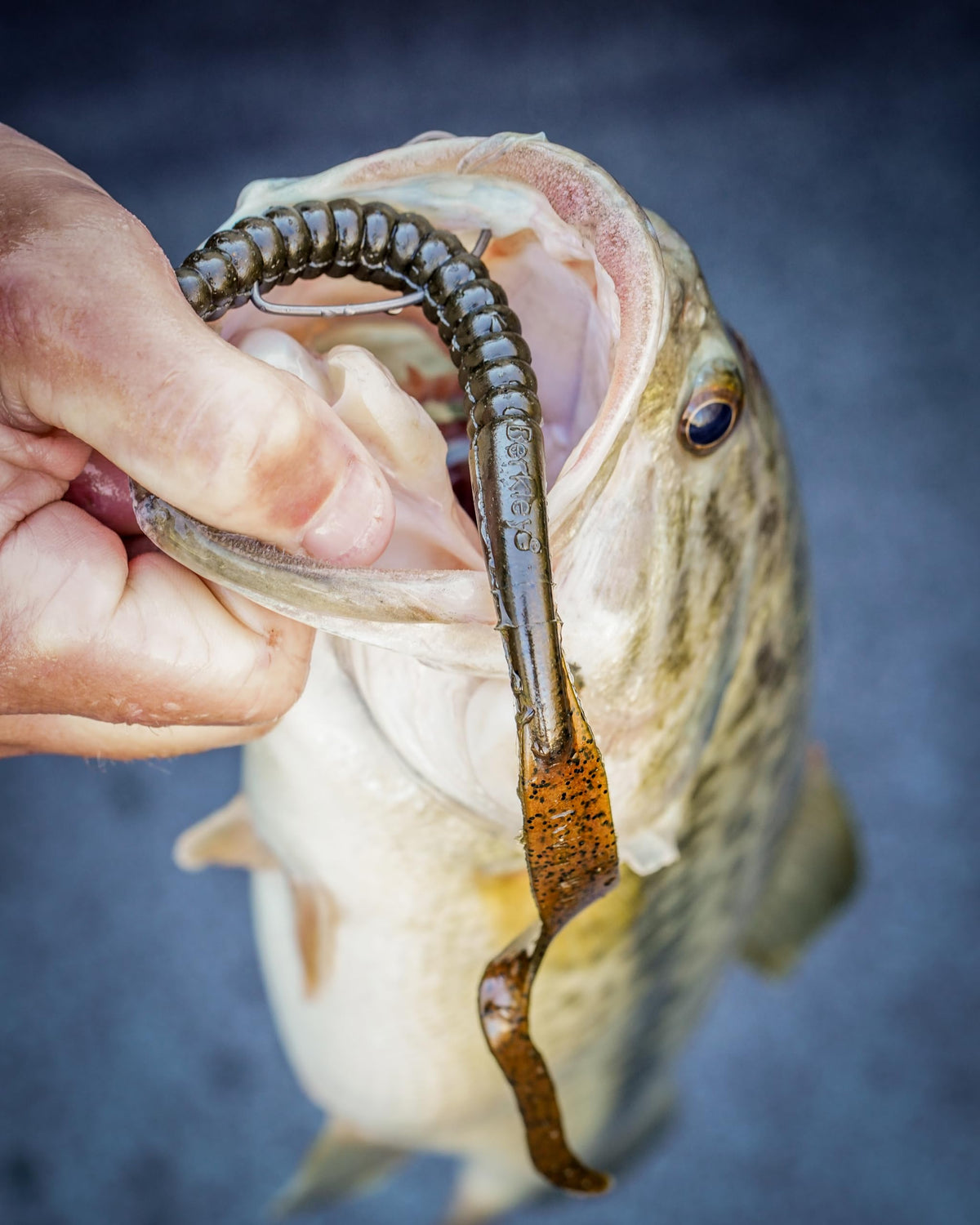 Berkley PowerBait® Power Worm Fishing Bait, Motor Oil, 7in | 18cm, Irresistible Flavor, Classic Curly Tail Worm Profile, Ideal for Spring, Summer and Fall Fishing