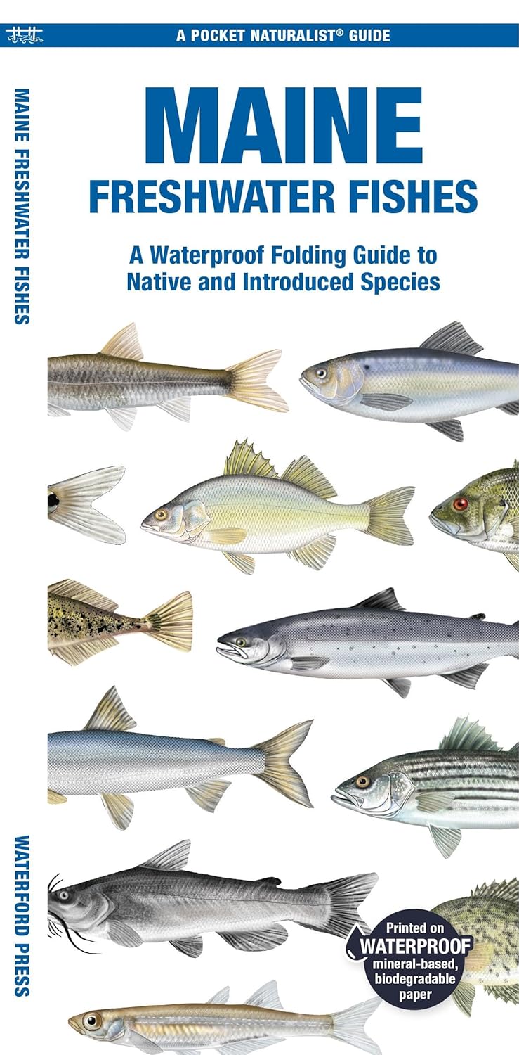 Maine Freshwater Fishes: A Folding Guide to Native and Introduced Species (Nature Observation North America)