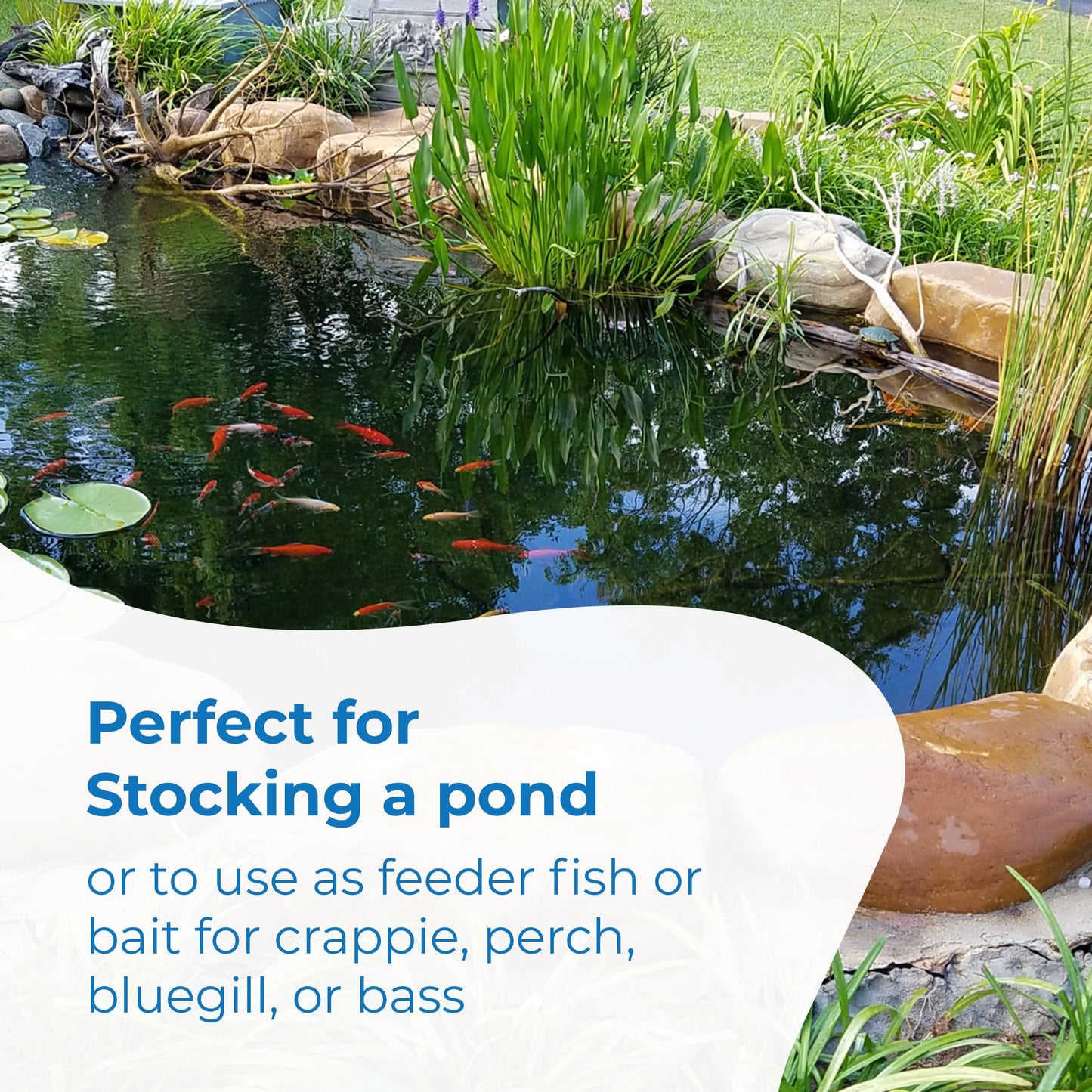 Toledo Goldfish Black Fathead Minnows, Tuffies, or Crappie Minnows - Perfect for Aquariums or as Feeder Fish for Ponds, 0.5 to 1.5 Inches, 500 Fish