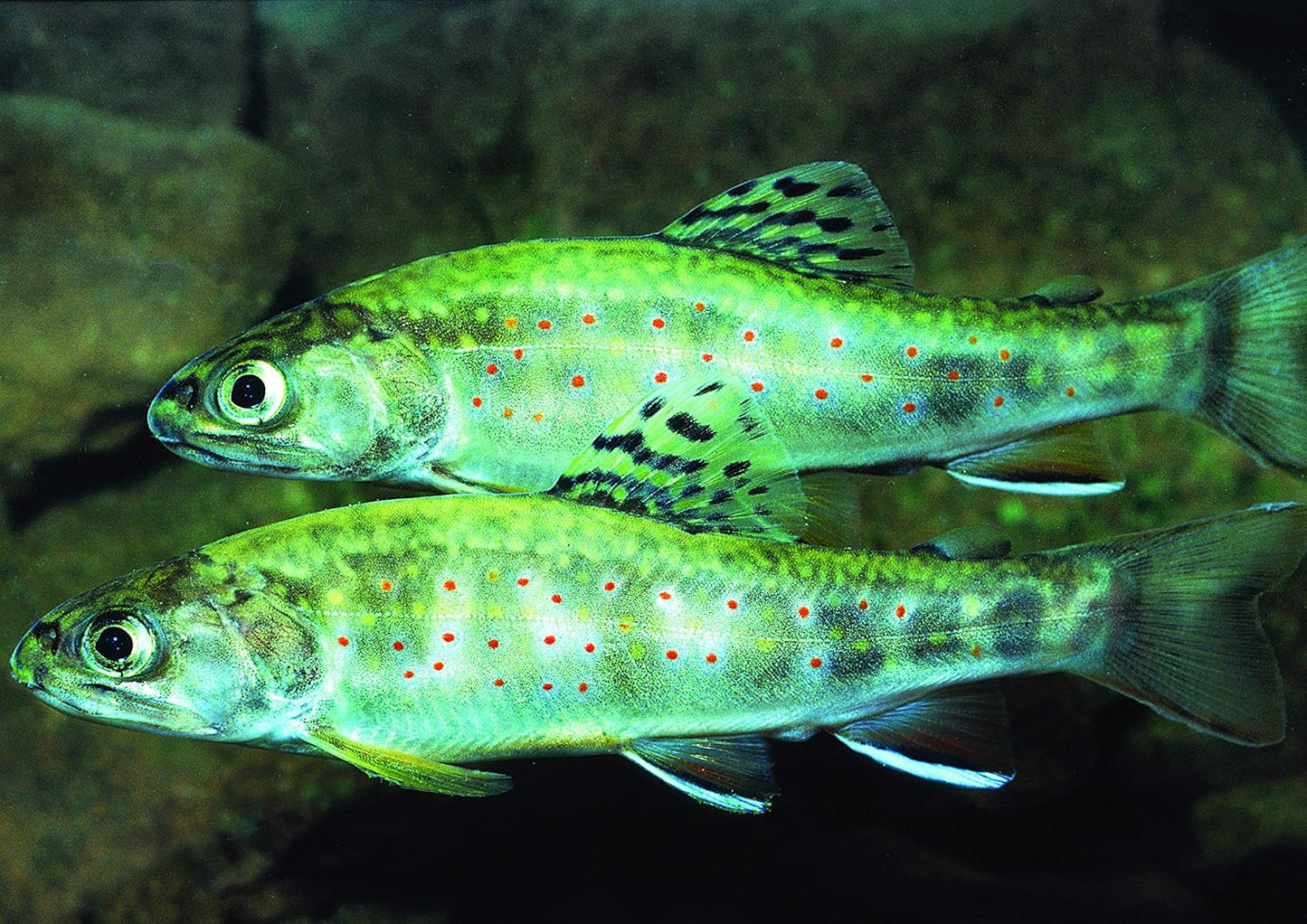 Native Fishes of Ohio