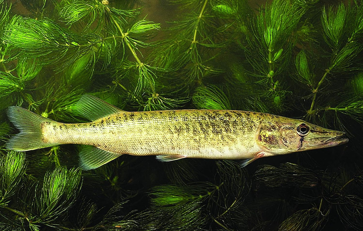 Native Fishes of Ohio