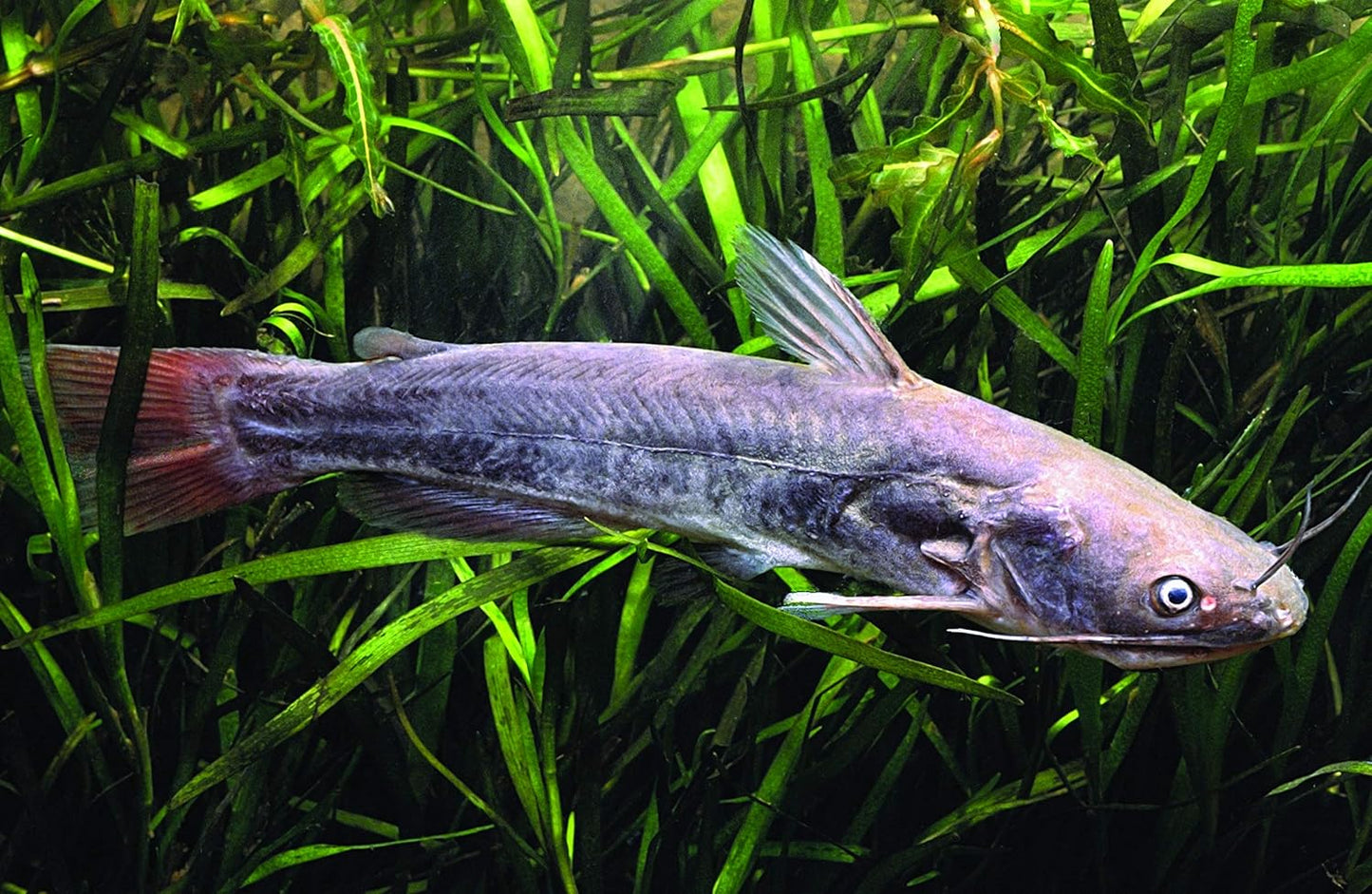 Native Fishes of Ohio