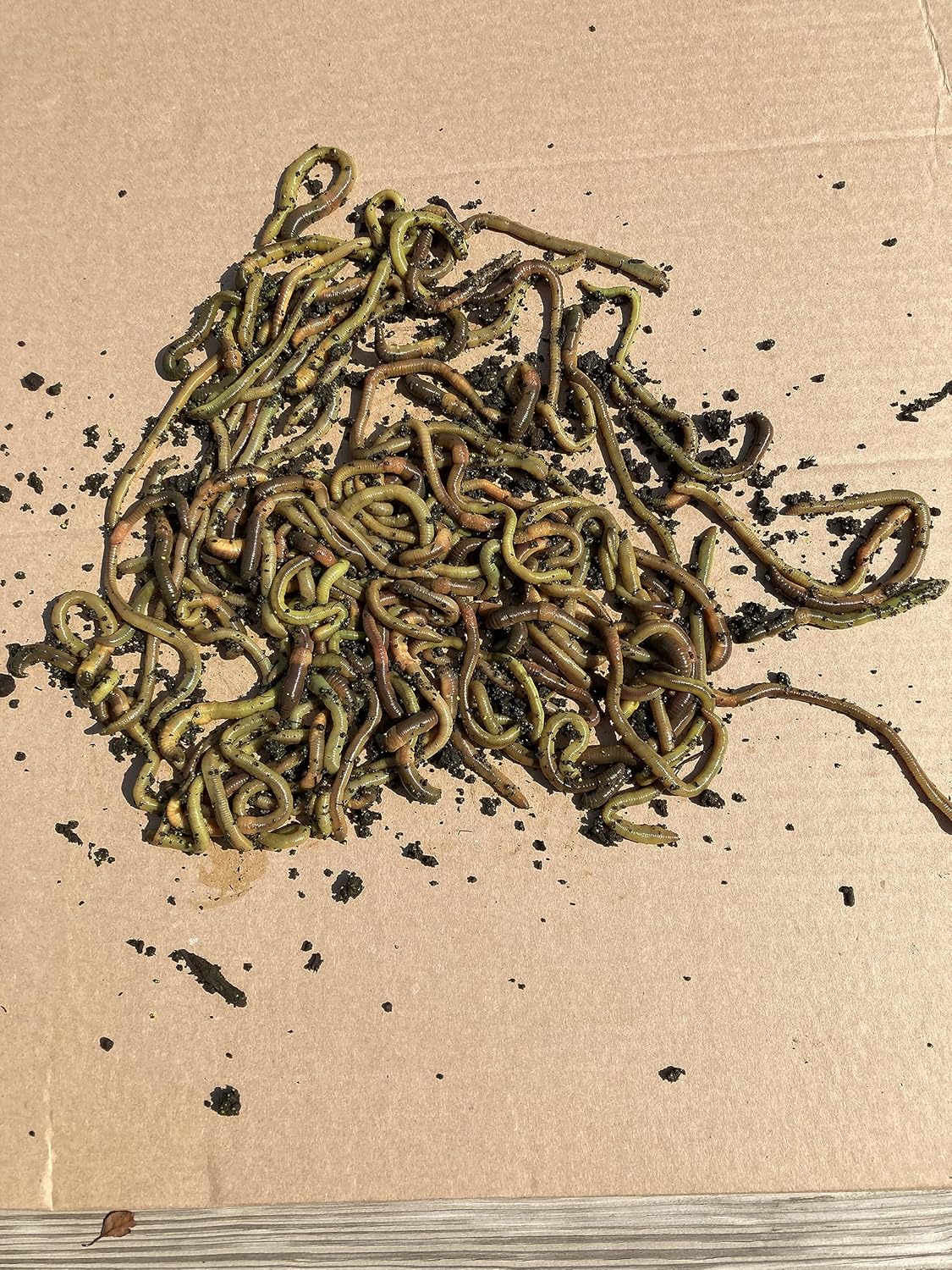 50 Green Canadian Nightcrawlers (4-6 inch) Worm-Glo Treated Fishing Bait