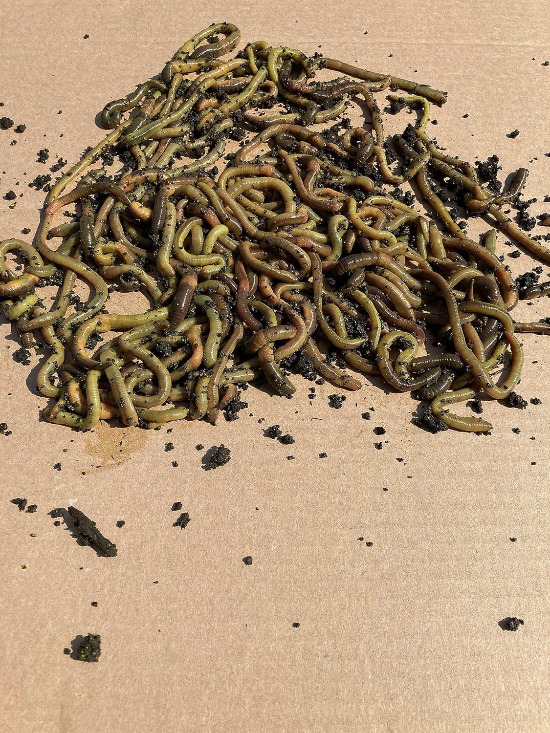 50 Green Canadian Nightcrawlers (4-6 inch) Worm-Glo Treated Fishing Bait