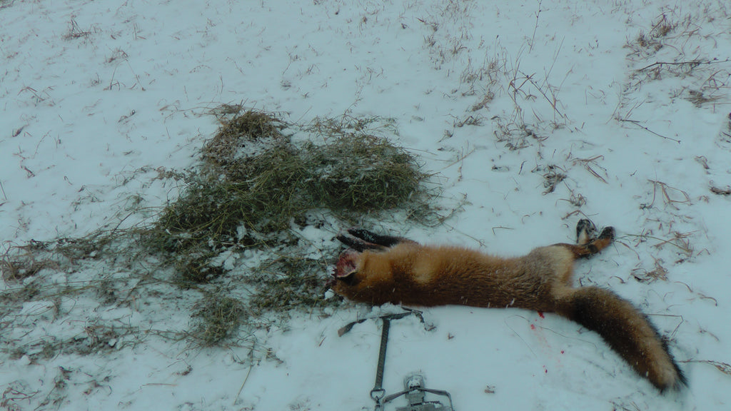 Winter Fox & Coyote Trapping by John S. Chagnon