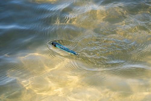 Berkley Topwater Fishing Hard Baits, 4, Blue Bullet