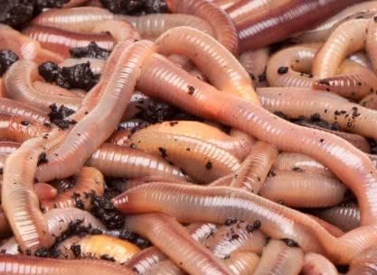 Big Canadian Nightcrawlers for Fishing by US Worm Supply Live delivery Guaranteed by Worlds Largest Supplier of Live Bait., neutral