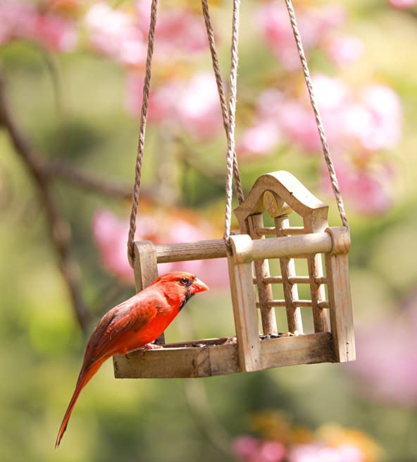 Audubon Park Cardinal Blend Wild Bird Food, Cardinal Bird Seed for Outside Feeders, 4-Pound Bag