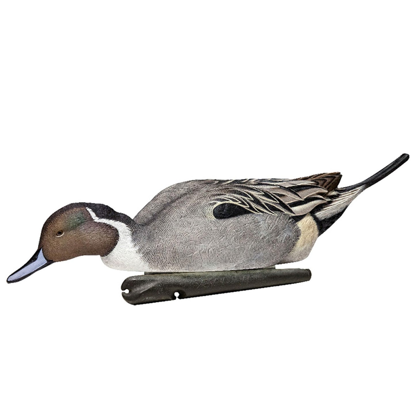 Avian X Topflight Pintail Decoys, Rugged Realistic Floating Duck Decoys for Hunting, Weight-Forward Swim Keel
