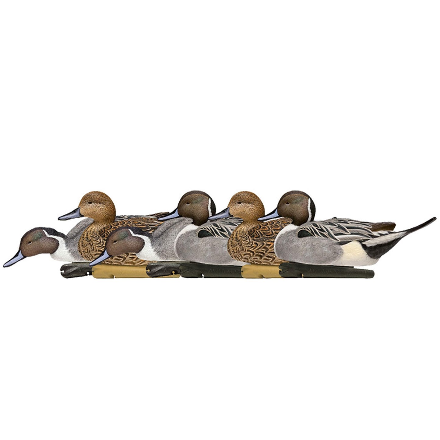 Avian X Topflight Pintail Decoys, Rugged Realistic Floating Duck Decoys for Hunting, Weight-Forward Swim Keel