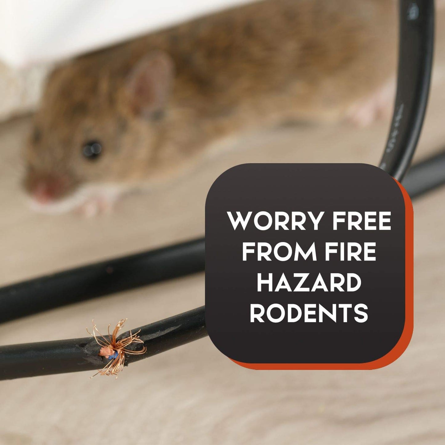 Big Squirrel Trap Indoor Outdoor – Medium Rodent Trap – Ouell Traps – Black and Grey Squirrels – QAI Quell – Most Powerful Trap