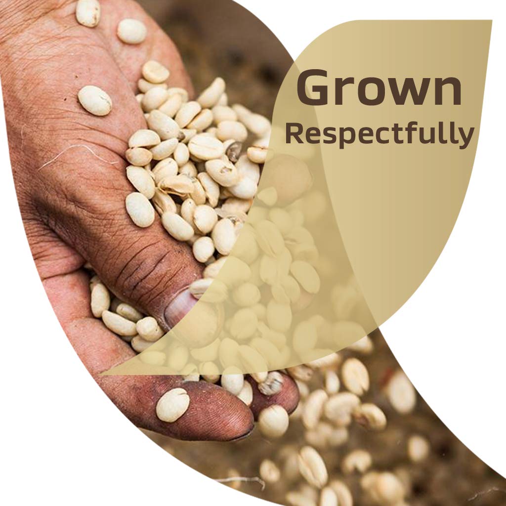 NESCAFÉ Taster's Choice Instant Coffee Light Medium Roast, House Blend, 2 Jars (7 Oz Each)