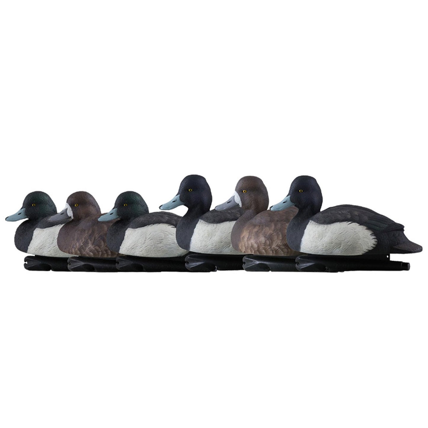 Avian-X Topflight Blue Bills Decoy Set Realistic Duck Decoys with Weight Forward Swim Keel, Greater and Lesser Blue Bills