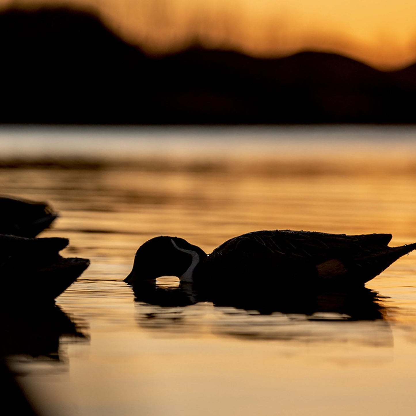 Avian X Topflight Pintail Decoys, Rugged Realistic Floating Duck Decoys for Hunting, Weight-Forward Swim Keel