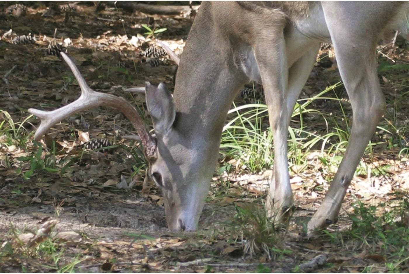 Whitetail Institute 30-06 Mineral and Vitamin Supplement for Deer Food Plots - Provides Antler-Building Nutrition and Scent and Flavor Attracts Deer, 20 lbs, Plus Protein